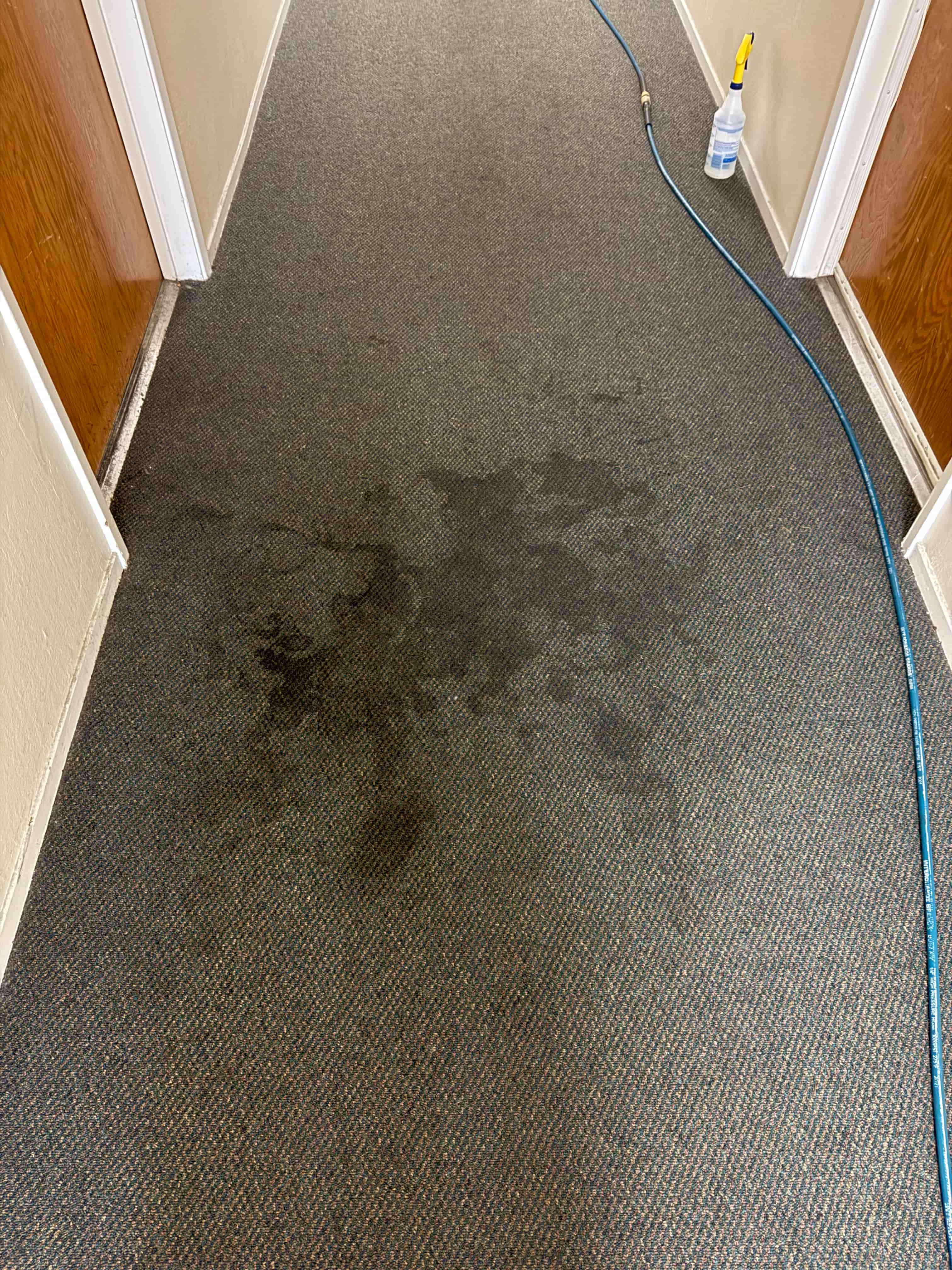 Professional carpet cleaning before and after results